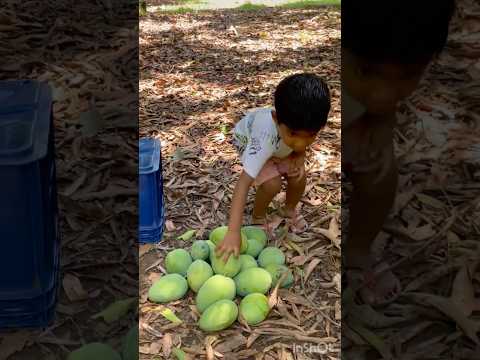 Parthiv cutting🥭🌳#kidsvideosforkids #shorts#ytshorts #mangocutting #chittichilakamma #bommalu