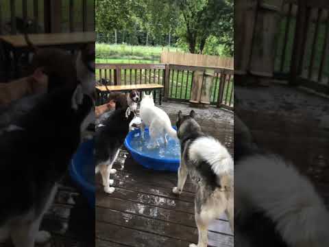 כלב לא מאפשר לחבריו להיכנס לבריכה הקטנטנה שלו