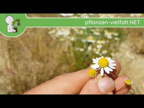 German Chamomile - Flower/Flowers - 23.05.18 (Matricaria chamomilla) - Edible Wild Plant Identifi...
