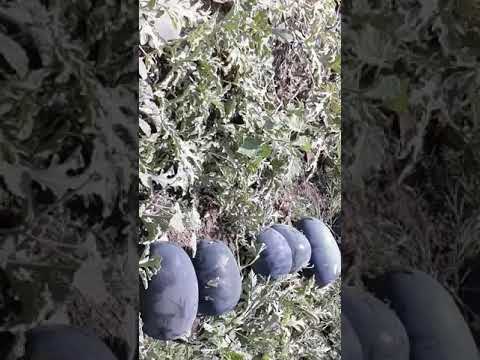 🍉Watermelon Export🍉