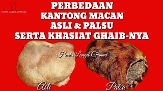 Download lagu Mitos Khasiat Ghaib Kantong Macan mp3