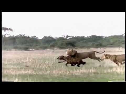 Leão "NTWADUMELA" ataque a Hiena / Lion "NTWADUMELA" hyena attack (1992).