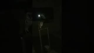 Download lagu suara burung hantu dimalam hari mp3 Download lagu suara burung hantu dimalam hari mp3