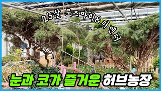 20년 넘게 키운 로즈마리 라벤더가 즐비한 허브농장!! 보기힘든 대왕 식물들 구경하세요!!