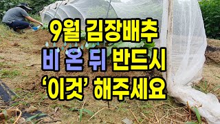 9월 김장배추 비 온 뒤 반드시 이것들 해주세요