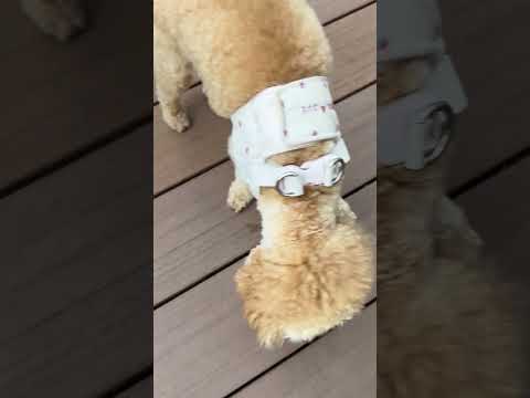 経営学科 ボールを離さないトイプードル14ヶ月 #toypoodle #トイプードル
