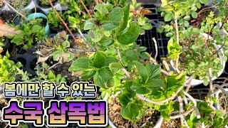 봄에만 할 수 있는 수국 삽목하는법!! 봄 수국삽목법!!