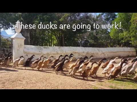 1,000+ Ducks Go to Eat Snails at South Africa Winery: Vergenoegd Wine Estate