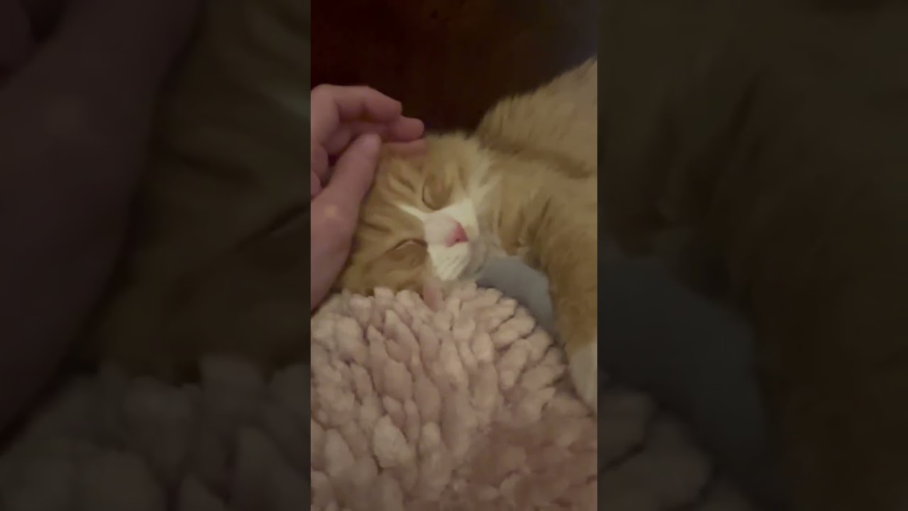 Enlarge Wrigley, a ADOPTABLE mixed breed in Ennis, TX video 5/5