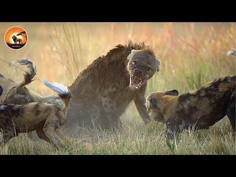 Hyenas’ Tragic Encounters with Deadliest Predators on Savannah | Wild Animals