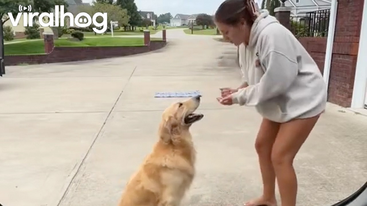 Playing a Delicious Game of Rock Paper Scissors With a Golden Retriever || ViralHog