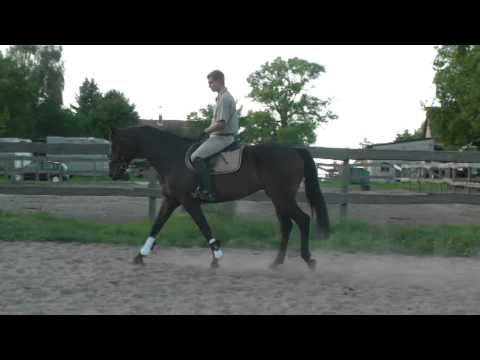 4jähriger Wallach von Lord Fantastic-Paradiesvogel