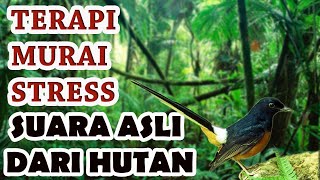 Download lagu TERAPI MURAI BATU STRES AUDIO ASLI DARI HUTAN mp3 Download lagu TERAPI MURAI BATU STRES AUDIO ASLI DARI HUTAN mp3
