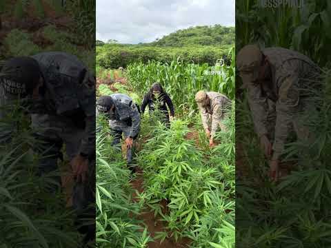 OPERAÇÃO DA POLÍCIA MILITAR DO PIAUÍ DESCOBRE PLANTAÇÃO DE MACONHA NA CIDADE DE VERA MENDES!