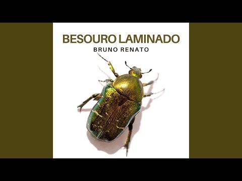 Besouro Laminado - Bruno Renato