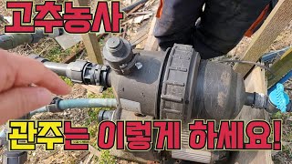 관주는 필수~~ 다수확도 선택(고추농사 아모르파티) 고추농사 잘 짓는법!!