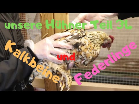 Our chickens - Part 34: Scaly legs and feather lice, treatment and outlook