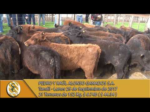 25-09-17 Venta de Invernada - Pedro y Raúl Alonso Ganados S.A. - Tandil.
