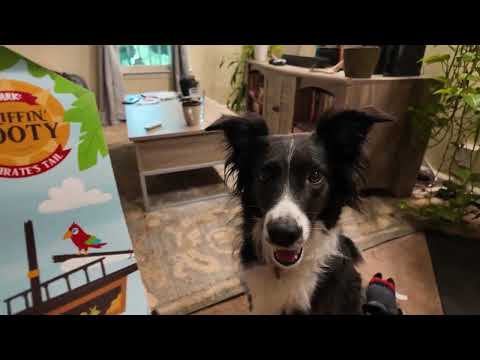 September Bark Box: Sniffin Booty: A Pirate's Tail