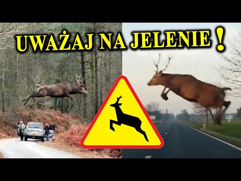 Suicidal Deer Drive, Attacks on People 🦌 Where Does This Come From?
