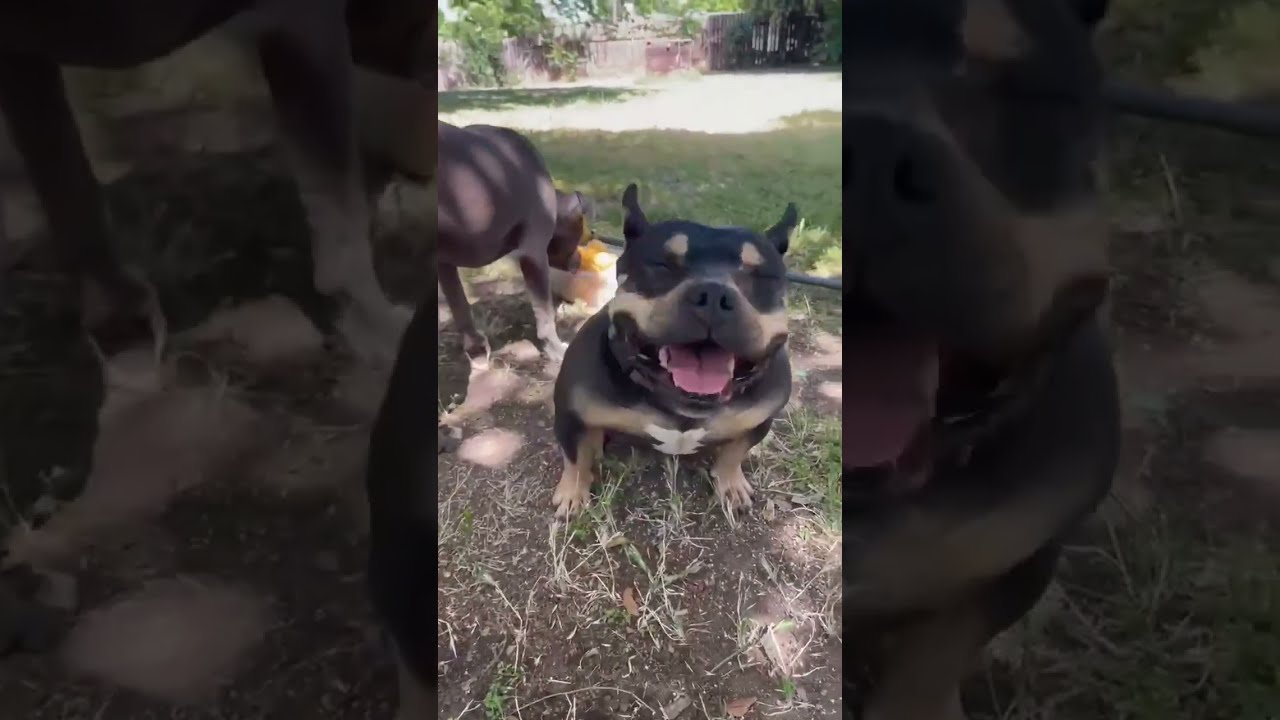 Enlarge Martini, a Adoptable mixed breed in Citrus Heights, CA video 6/6