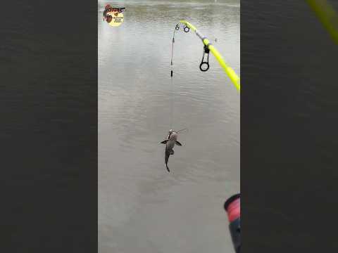 seguimos con la pesca intensa en cabuyaro meta 🎣