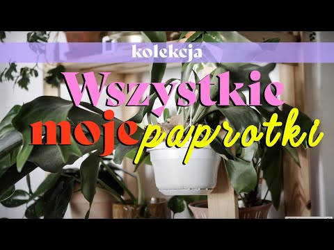 🌿 Paprocie paprotki - pielęgnacja, jak się nimi zajmować i moja kolekcja