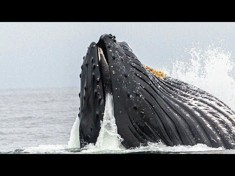 Belly of the Beast: Rite Of Passage | What Is The Sign Of Jonah