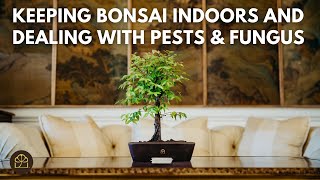 Beginner Bonsai Series - Chapter 14: Common Bonsai Problems & Solutions