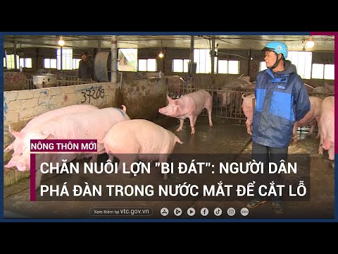 , title : 'Chăn nuôi lợn "bi đát": Người dân gạt nước mắt, phá đàn để cắt lỗ | VTC Now'