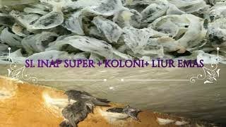 Download lagu SI.INAP SUPER KOLONI LIUR EMAS (LINK LANGSUNG DOWNLOAD MP3 SUARA WALET DIDESKRIPSI DIBAWAH INI) mp3