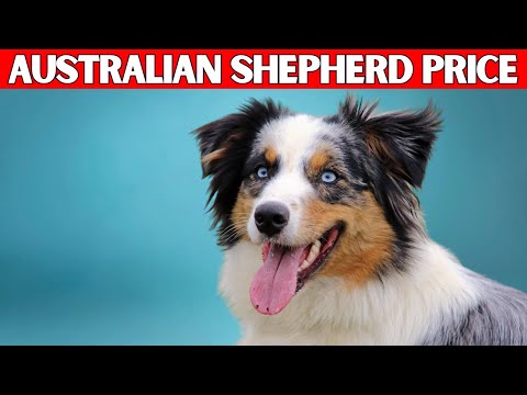 Australian Shepherd Price Florida