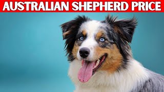 Australian Shepherd dog Price | How Much Does an Australian Shepherd Cost