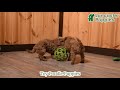 Toy Poodle dogs for sale: Tiny Kodac - Video 1