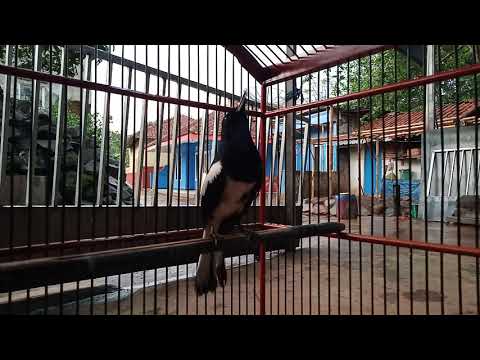 Turulung baru beres sakit cabul.