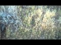 Topaz walkabout birds and forest garden.m4v