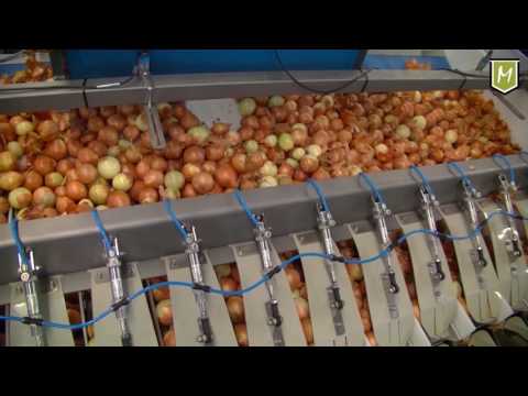 M16i V Onions