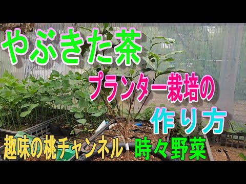 , title : 'やぶきた茶　プランター栽培の　作り方　22/6/16'