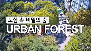 [Live] 부천 아파트숲 ASMR | Bird Sounds in Lush Forest, Korea live webcam