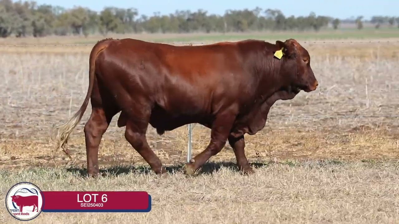 Lot 6