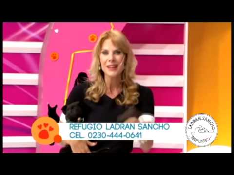 Refugio "Ladran Sancho" en Amores Perros - America