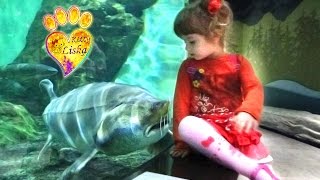 №3 Visiting Oceanarium ON THE RUSSIAN ISLAND, opened 6 September 2016 Гуляем по Океанариуму часть 1 - https://www.youtube.com/watch?v=klx-a39u6Js Гуляем по