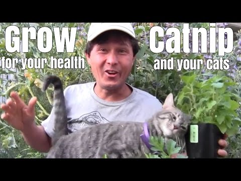 Grow Catnip Plants for Your Health and Your Cats
