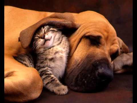 Dyzio - Nie Jestem Gwiazdą