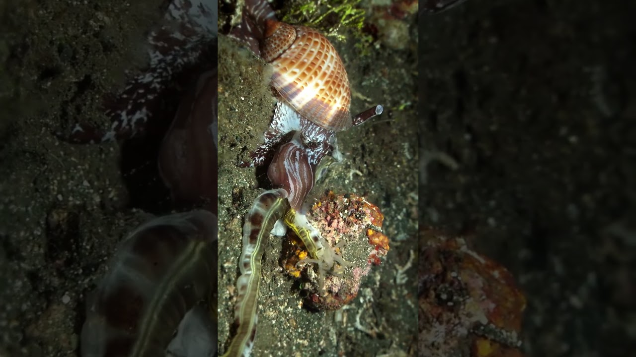 Predator vs. Prey - The Pacific Partridge Tun Engulfing a Sea Cucumber