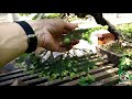 Creare un bonsai di abete rosso: le attenzioni da prestare