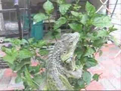 comment prendre un iguane