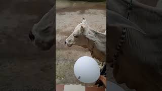 Download lagu #youtubeshorts #ytshorts bokeh full frame asli bokeh full frame asli 1 jam mp3 Download lagu #youtubeshorts #ytshorts bokeh full frame asli bokeh full frame asli 1 jam mp3