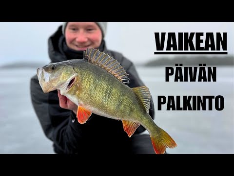 SINNIKKYYS PALKITTIIN | AHVENPILKILLÄ | UPEA AHVEN