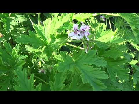 Pelargonium graveolens (Thunb.) L'Hér.